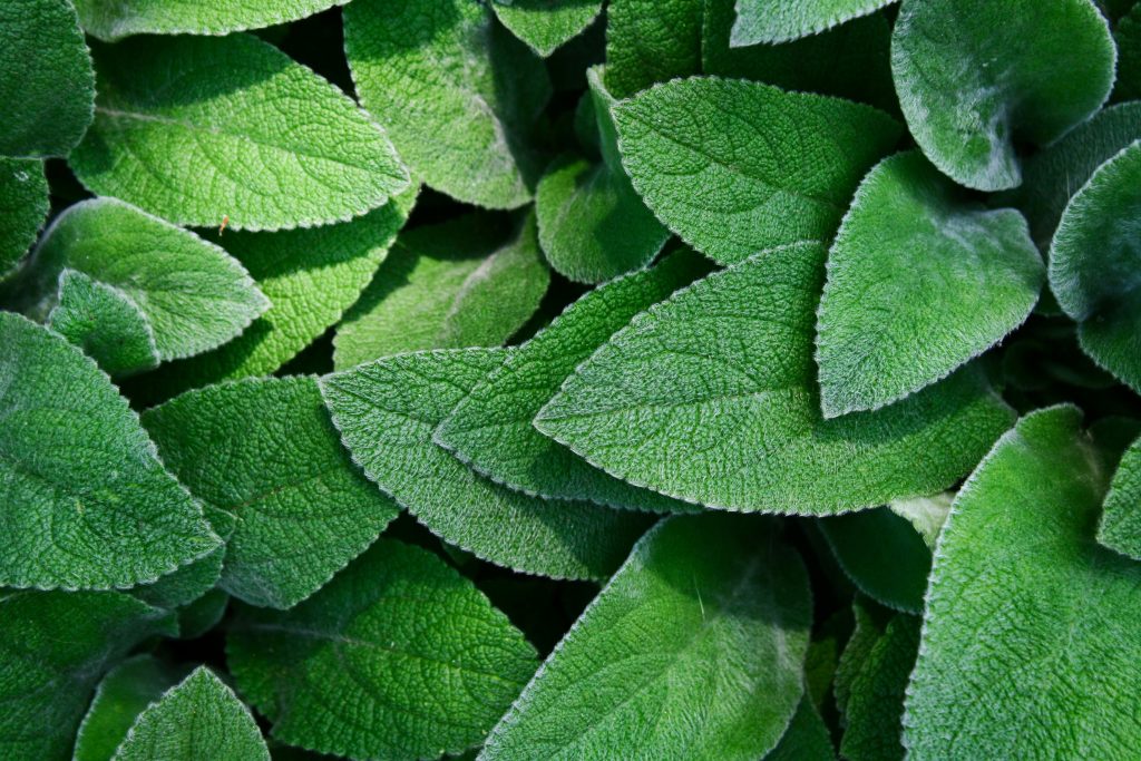 pexels-photo-1113145-1113145 A detailed close-up of vibrant green leaves showcasing the texture and freshness of nature.