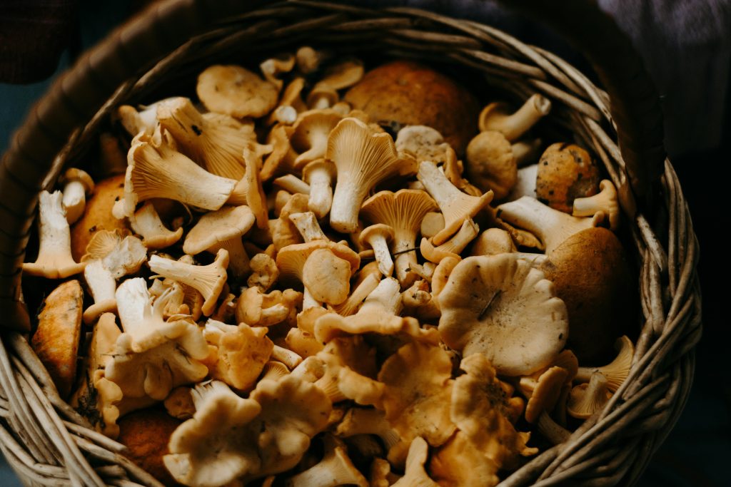 Introducing PKBotanicals: A New Way to Experience Plant-Based Wellness | Image 4 | A close-up shot of fresh Chanterelle mushrooms in a woven basket, perfect for culinary uses.