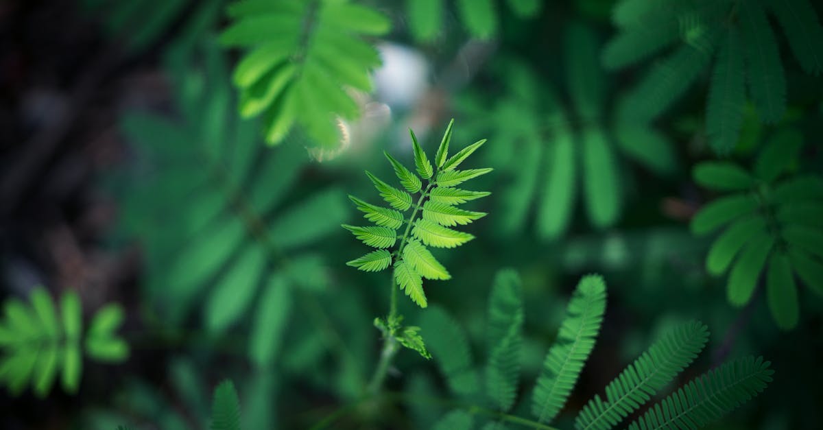 Vibrant close-up of fresh green leaves with a soft blurred background, showcasing the beauty of nature.